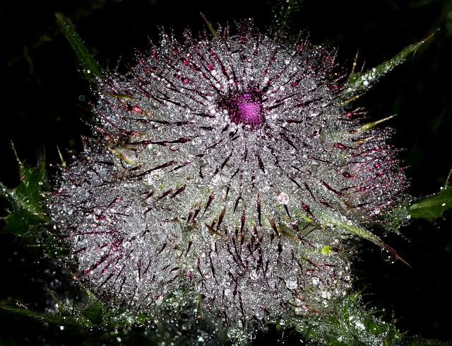 Cirsium edule - Edible Thistle 19-8172.jpg